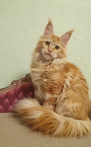 Maine Coon kitten Красный мрамор MCO d 22 Girl - photo 1