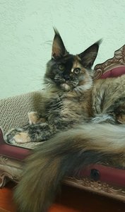 Maine Coon kitten Черепаховый MCO f  Girl - photo 3