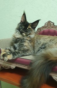 Maine Coon kitten Черепаховый MCO f  Girl - photo 1