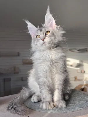 Maine Coon kitten