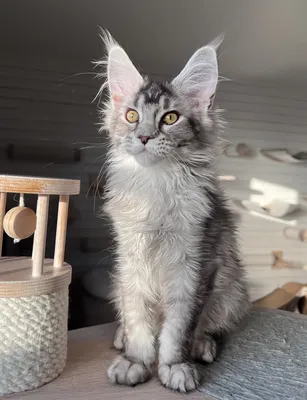 Maine Coon kitten