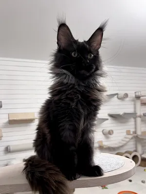 Maine Coon kitten