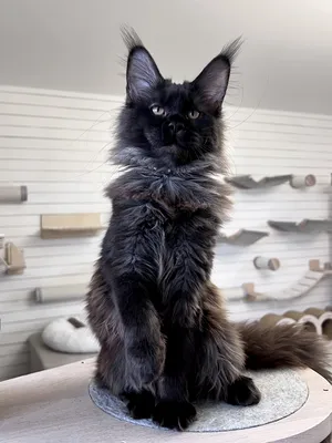 Maine Coon kitten