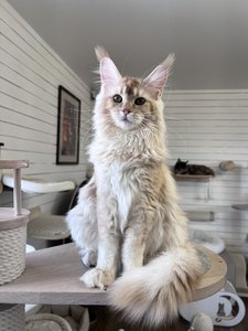 Maine Coon kitten Красный тикированный  на  серебре MCO ds 25 Boy - photo 1