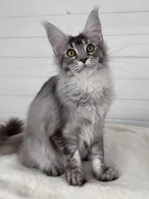 Maine Coon kitten