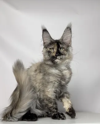 Maine Coon kitten