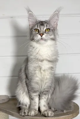 Maine Coon kitten