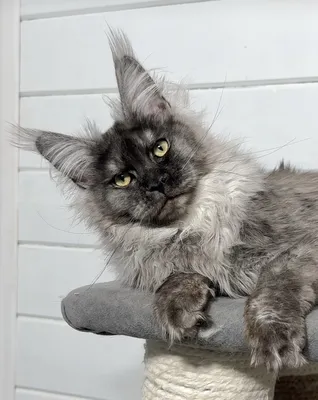 Maine Coon kitten