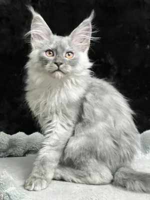 Maine Coon kitten