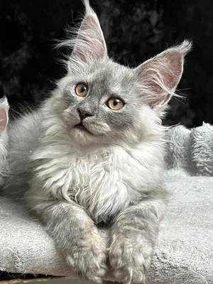 Maine Coon kitten